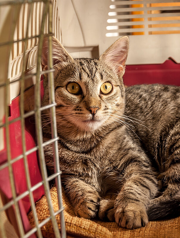 cat laying inside carrier